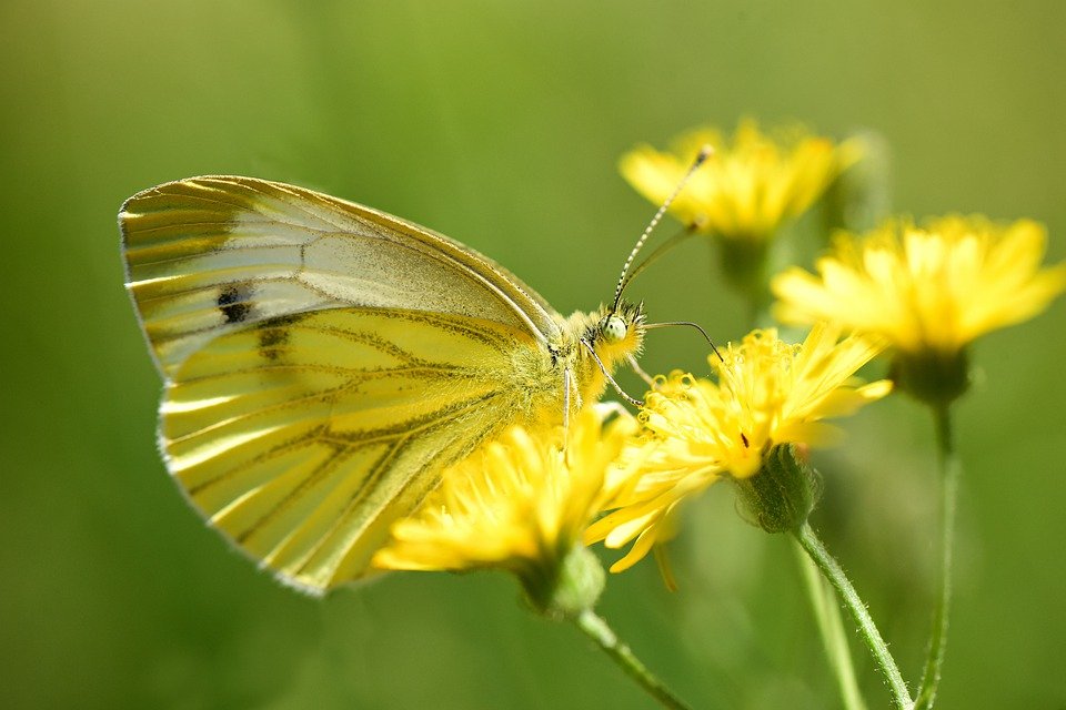 A photo of a butterfly. | Photo: Pixabay