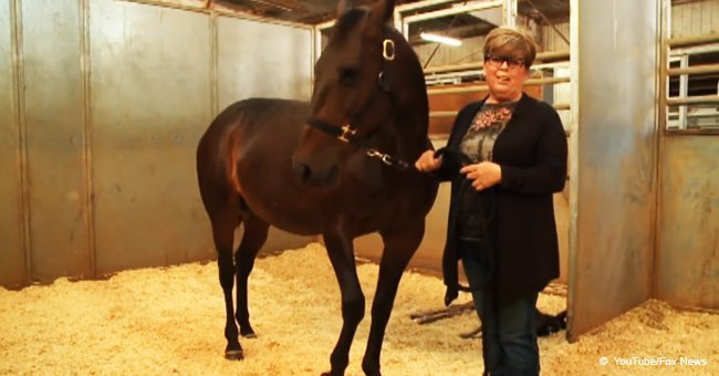 Pregnant horse has given birth to beautiful twins in a rare occurrence