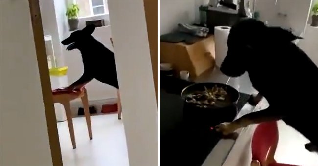 A black dog finding a way to reach food on the countertop. | Source: twitter.com/buitengebieden_