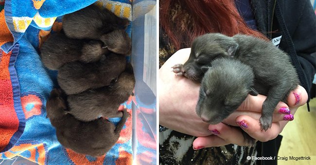 Man thought he found puppies in his garden, but it turns out they were not even dogs
