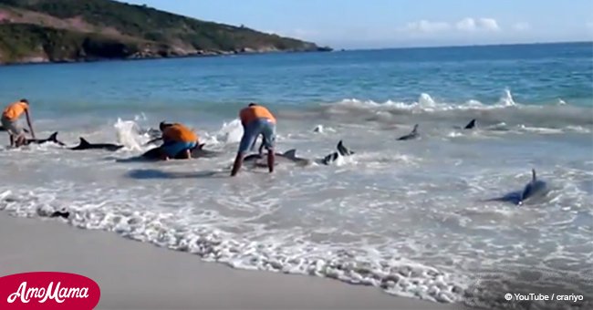 Amazing video captures the moment people rescue 30 beached dolphins 