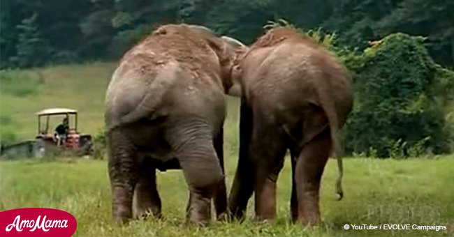 Former circus elephants reunited after 20 years apart and their amazing reaction goes viral