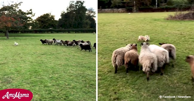 Adorable moment terrier deemed worst sheepdog ever but reportedly the happiest pet in the world