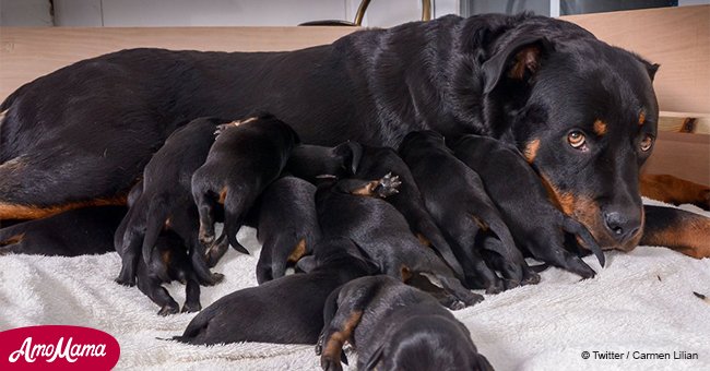Two-year-old dog stunned owners after giving birth to fifteen puppies