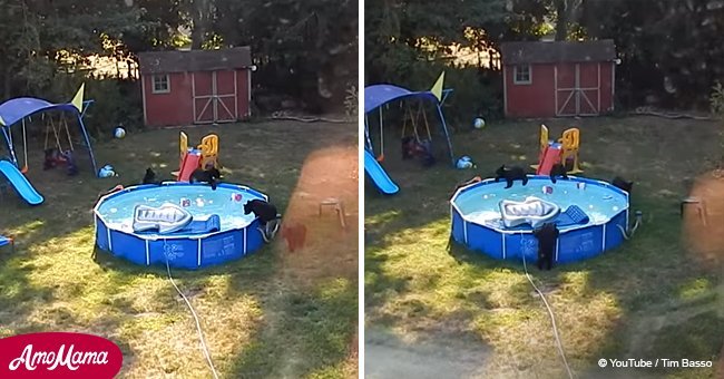 Momma bear and cubs caught having a secret pool party in family’s backyard