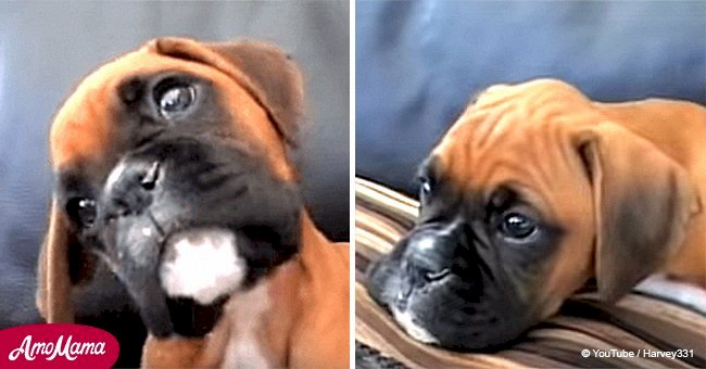 Puppy has the most precious reaction when he hears his mom on the phone
