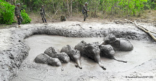 6 bébés éléphants épuisés coincés dans de la boue et incapables de s'en sortir attendent de l'aide