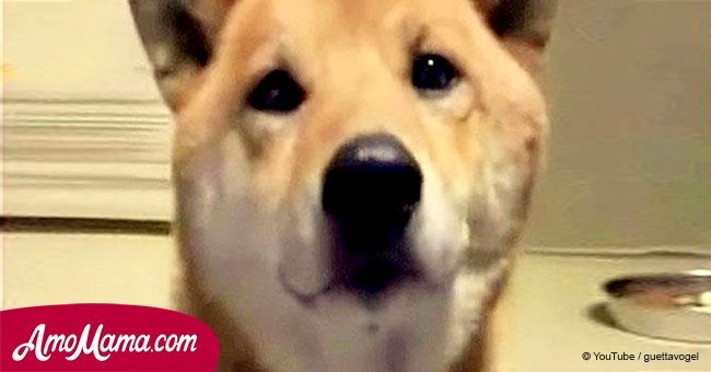 Mom asks her dog to 'bark softly'. His response is priceless