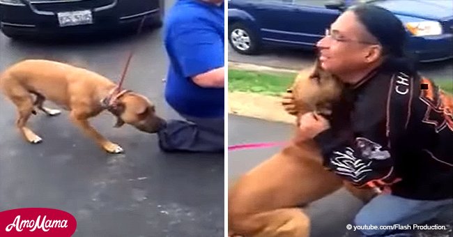 Dog is scared to go to owner he hasn't seen in 2 years, until pet finally recognizes him