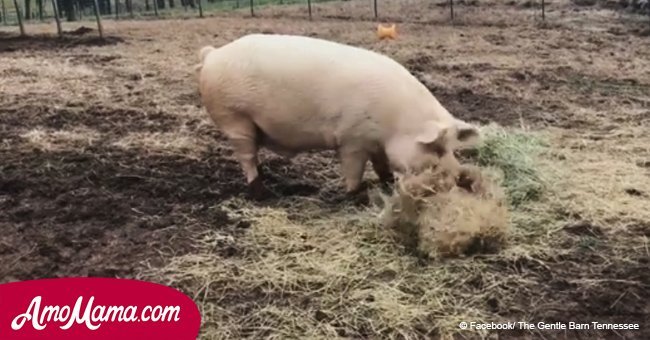 Woman spots a pig taking food across the yard. But after he walks into the barn her heart melts
