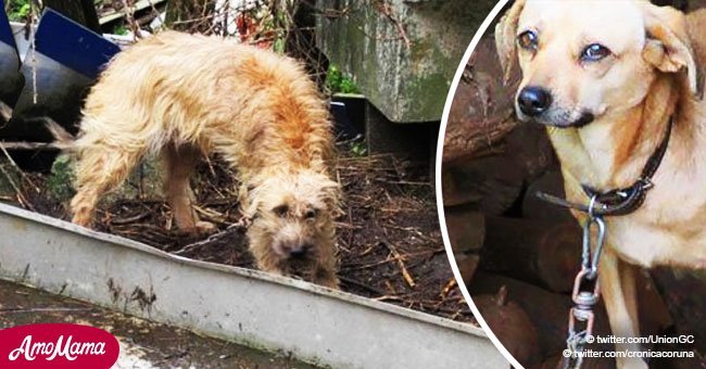 10 chiens appeurés et en détresse ont été découverts enchaînés pendant les 24 heures de chaque journée
