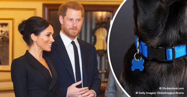 Meghan Markle and Prince Harry have chosen a name for their new dog