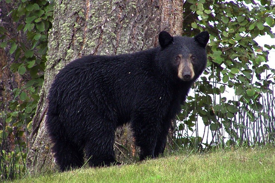 Oso negro mirando a la cámara. | Foto: Pixabay
