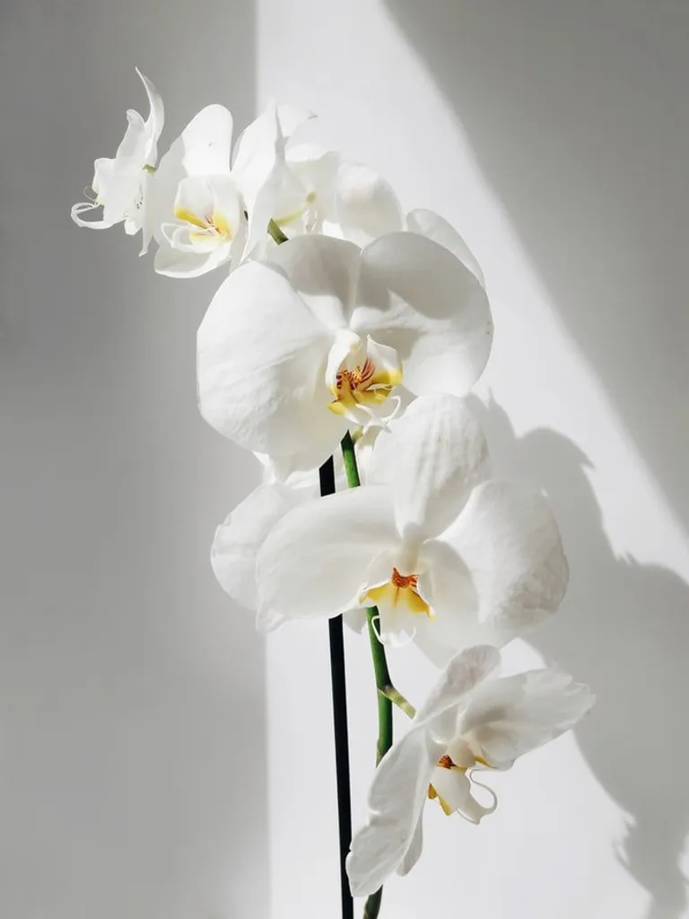 Une orchidée. l Source : Unsplash