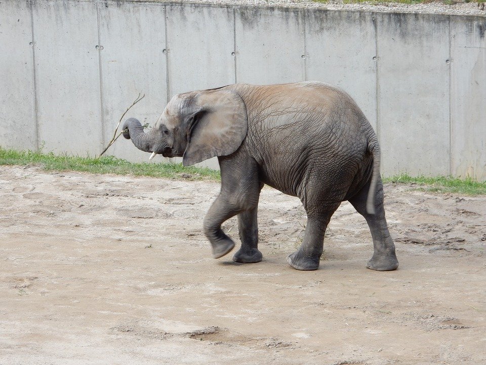 Elefante bebé.| Imagen: Pixabay Elefante bebé.| Imagen: Pixabay