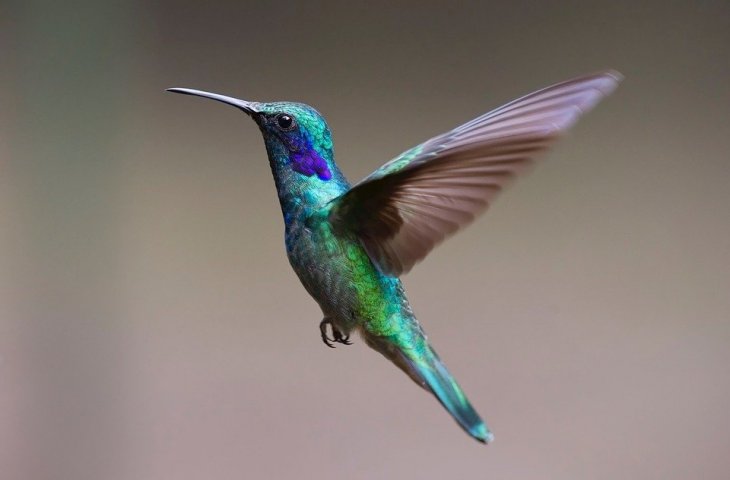 Colibrí. | Foto: Pixabay