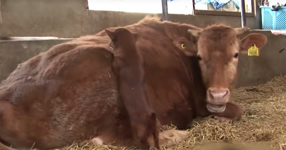 Rookie and his family's big, brown cow | Photo: YouTube/Kritter Klub