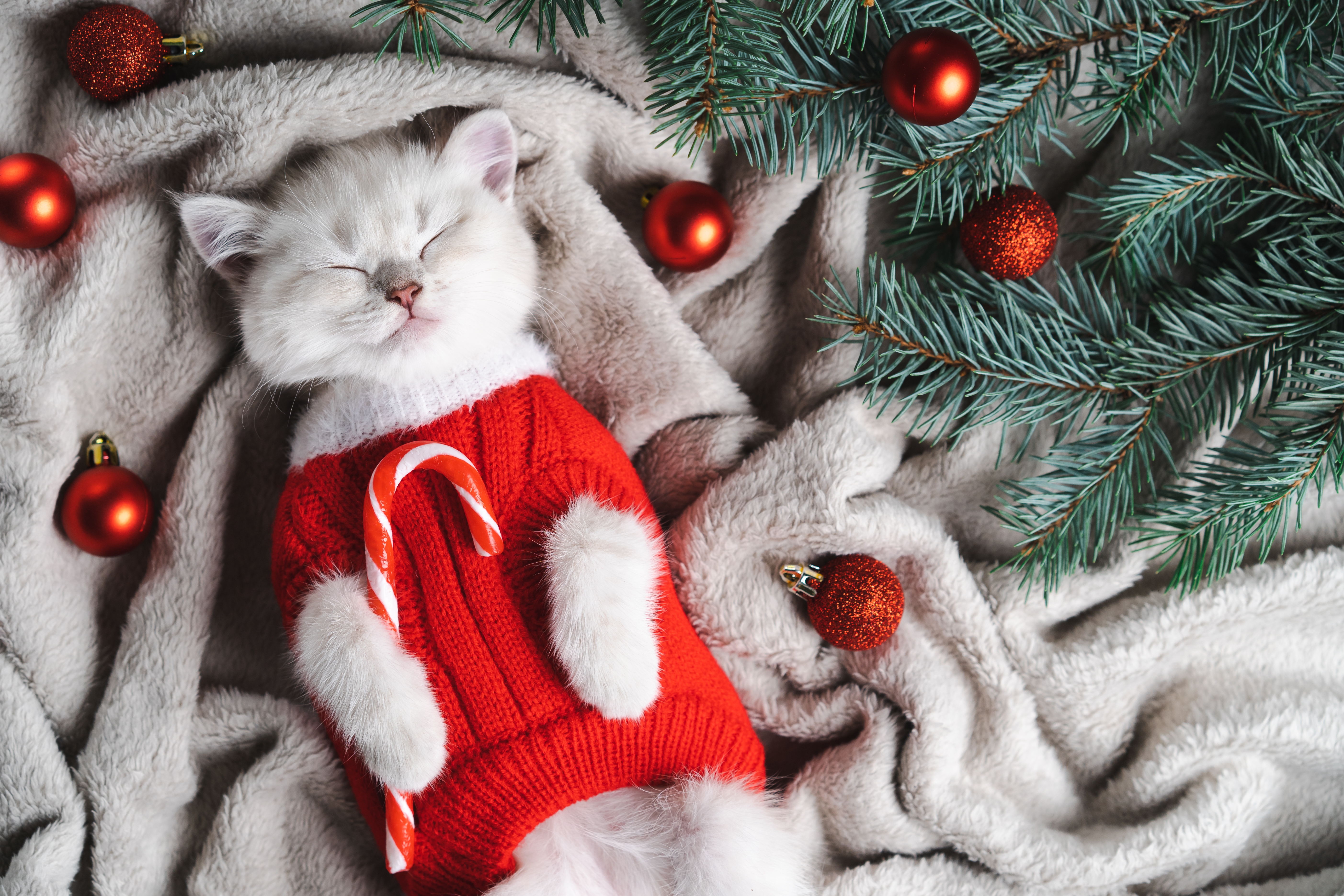 An adorable Christmas cat wearing a red sweater lies down on a gray blanket with her eyes closed | Source: Shutterstock