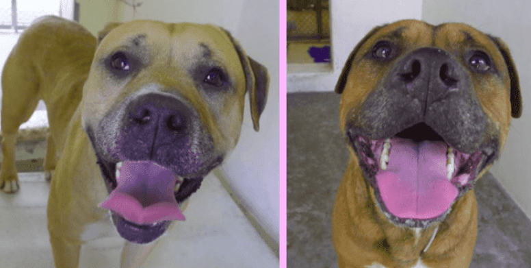 Los hermanitos / Imagen tomada de: Facebook/ Saving Carson Shelter Dogs