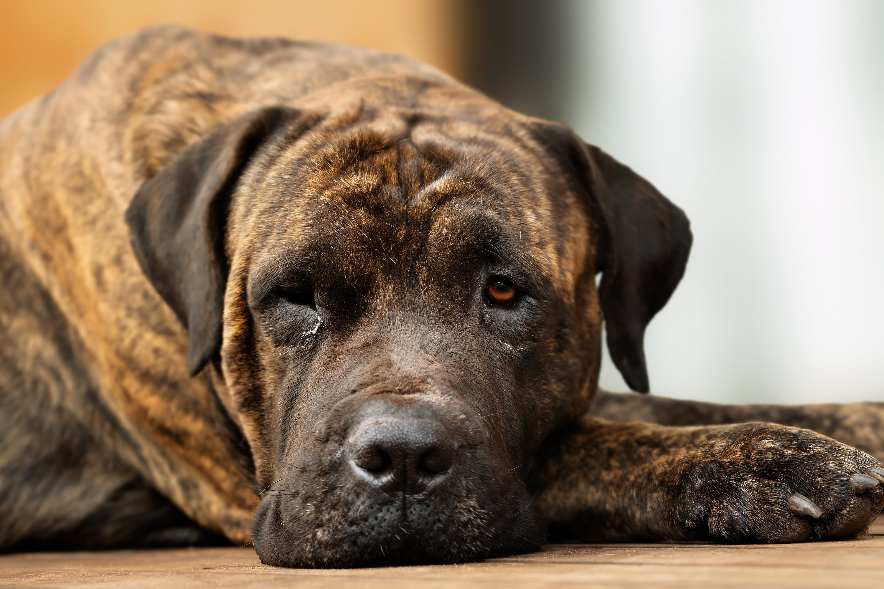 Erwachsener brauner Haushund, der mit einem traurigen Ausdruck auf seinem Gesicht ruht | Quelle: Getty Images