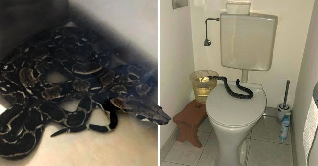 The snake found by Eva Kastner in her bathroom | Photo: twitter.com/LPDWien