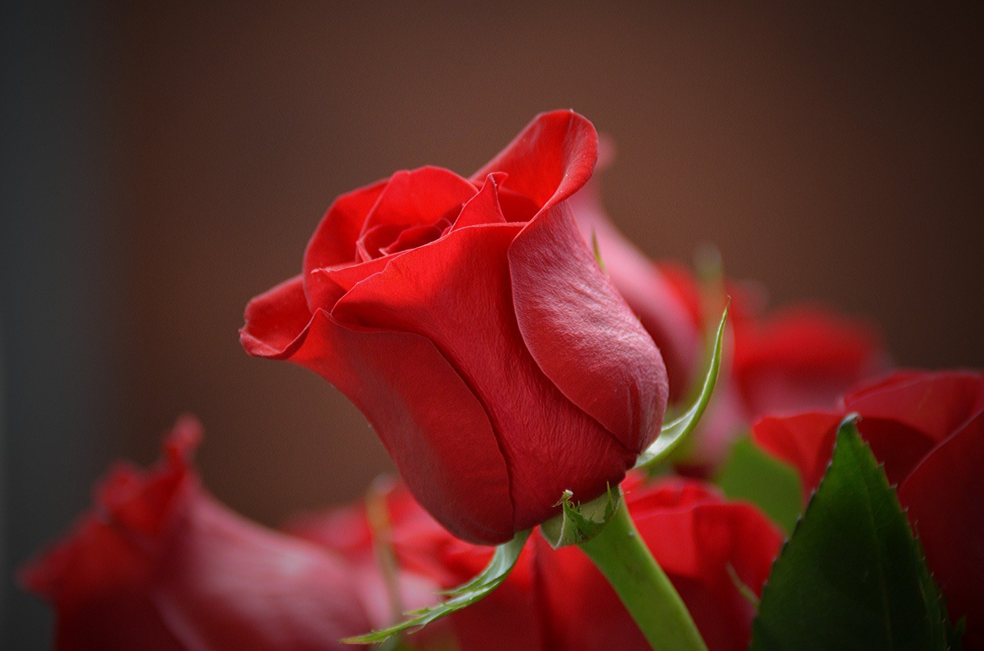 Red rose. | Source: Pixabay