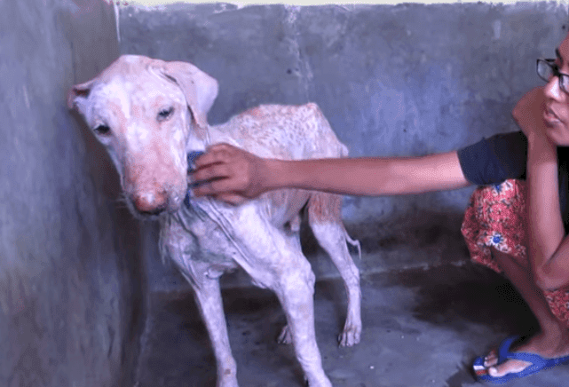 Fuente: YouTube/Animal Aid Unlimited, India
