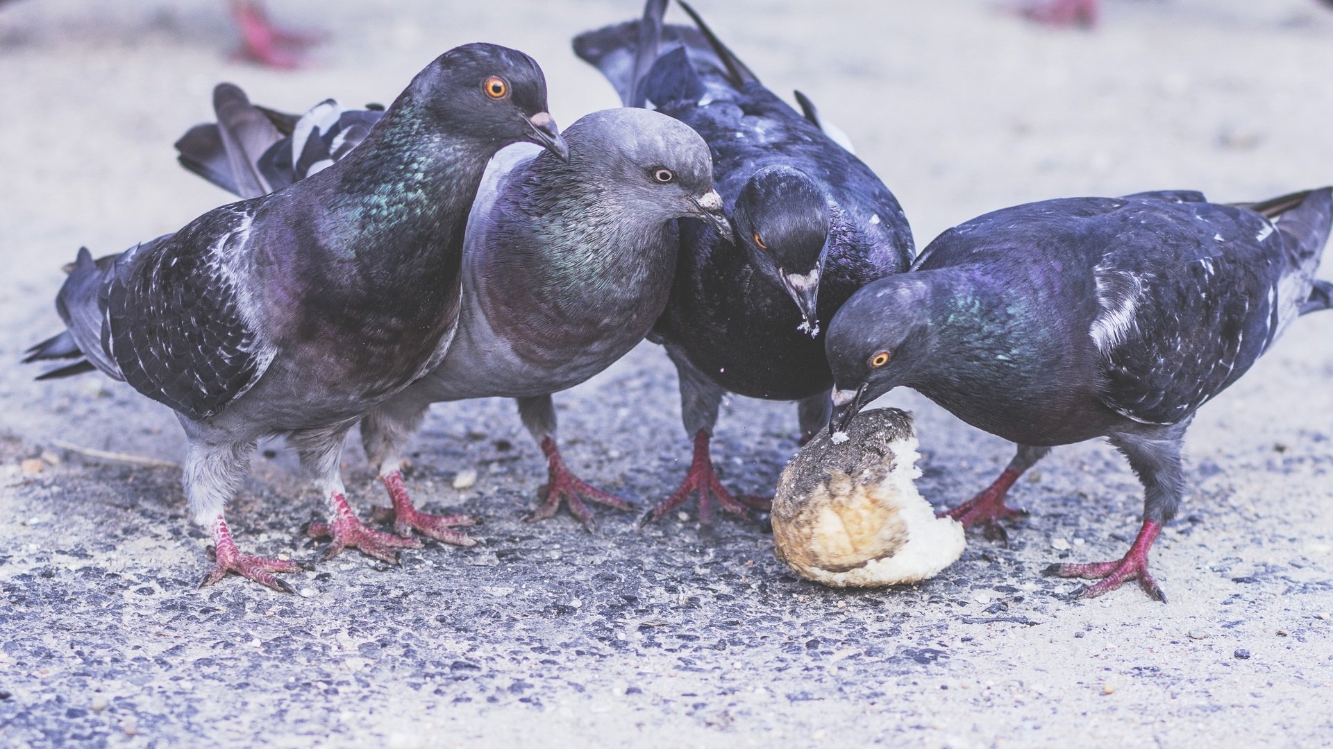 Palomas comiendo sobre el pavimento. || Fuente: PxHere Palomas comiendo sobre el pavimento. || Fuente: PxHere
