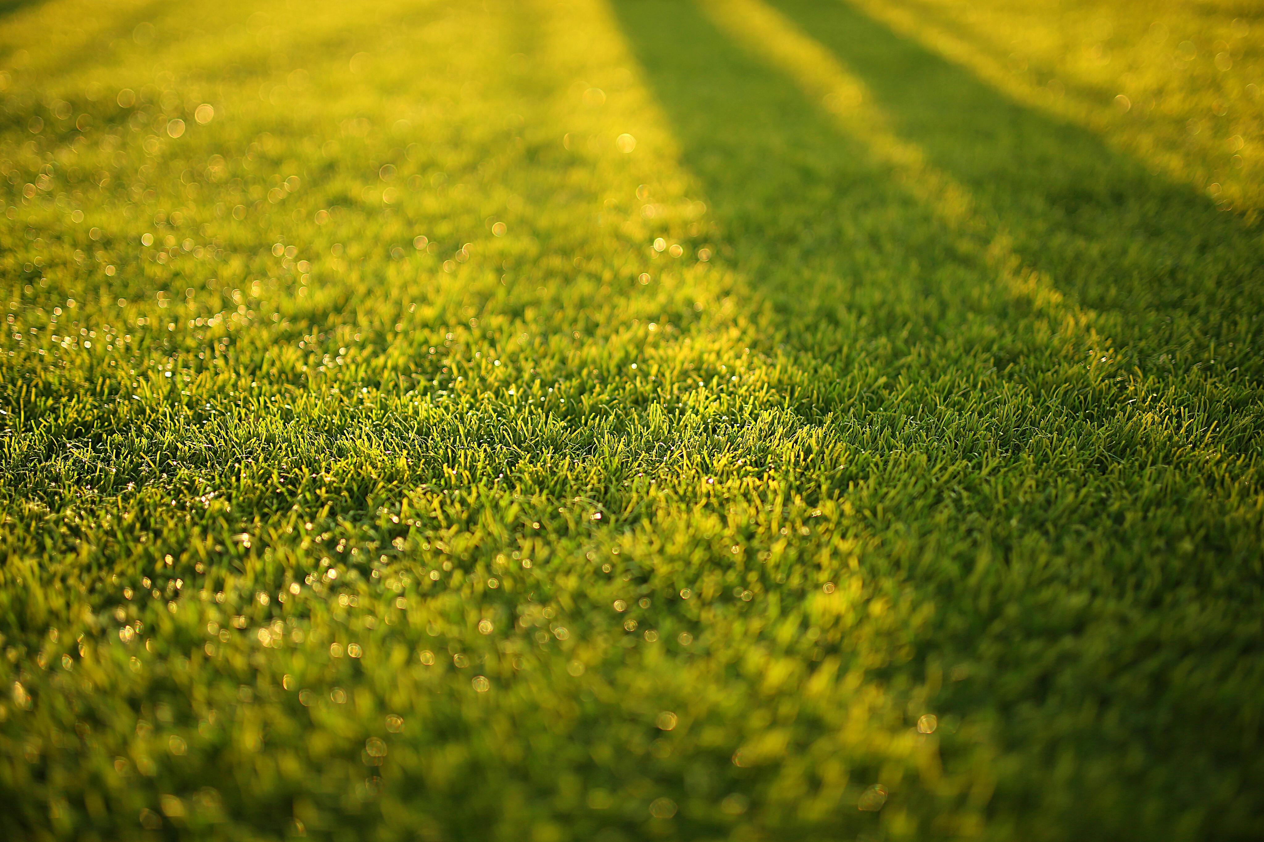 Grass | Source: Pexels