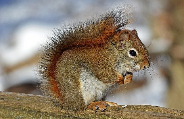 Ardilla roja. | Foto: Pixabay.