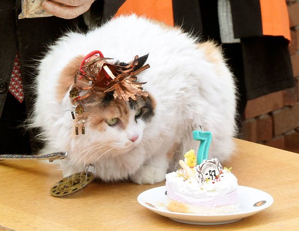 Gato recibe una tarta para celebrar su cumpleaños, 2017.│ Foto: Getty Images