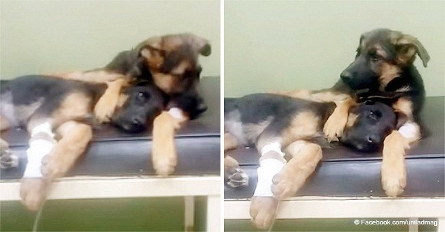 Puppy puts paw around sick little sister's neck to comfort her