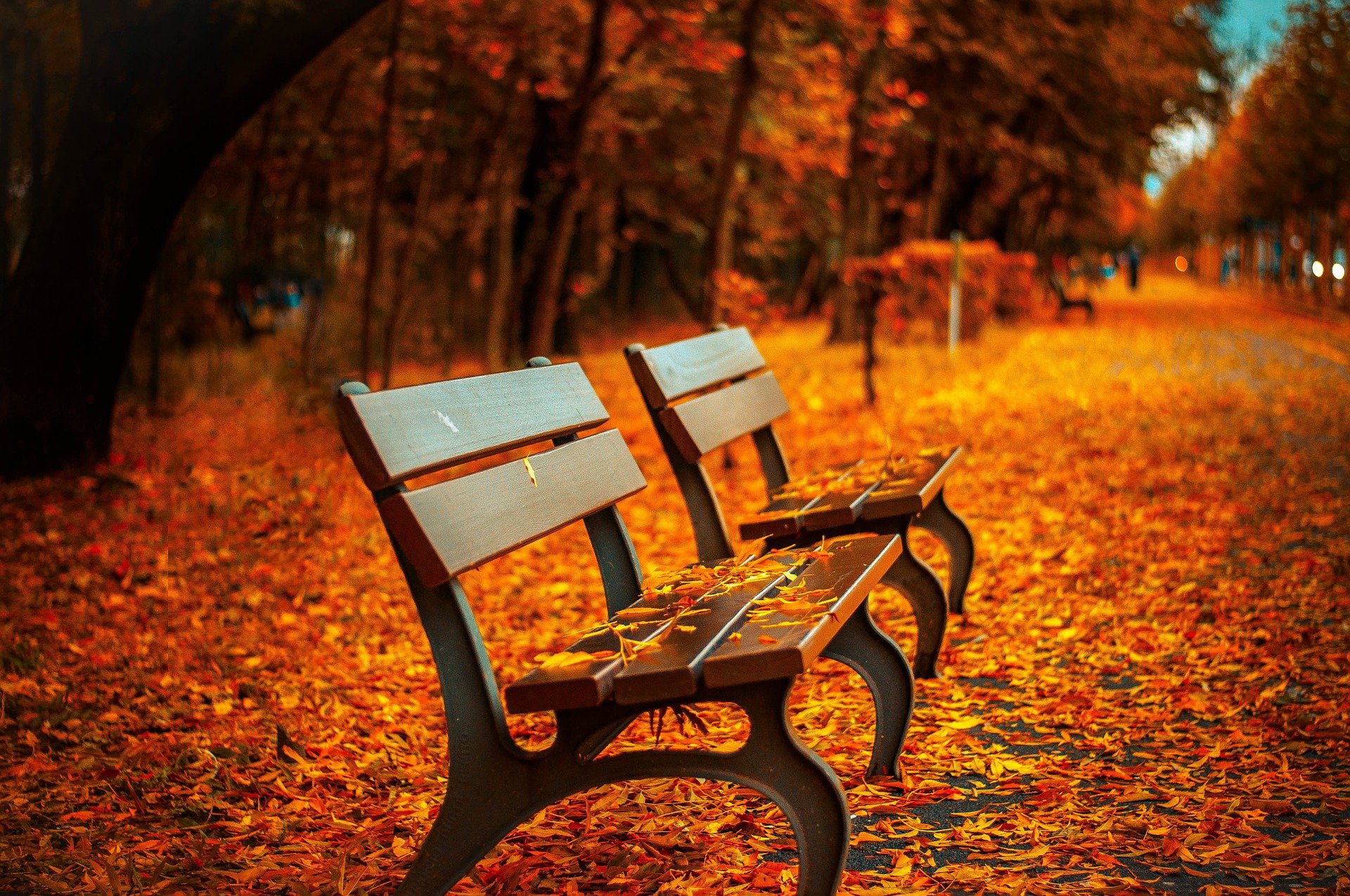 A picture of benches at a park during the Autumn season | Source: Pixabay 