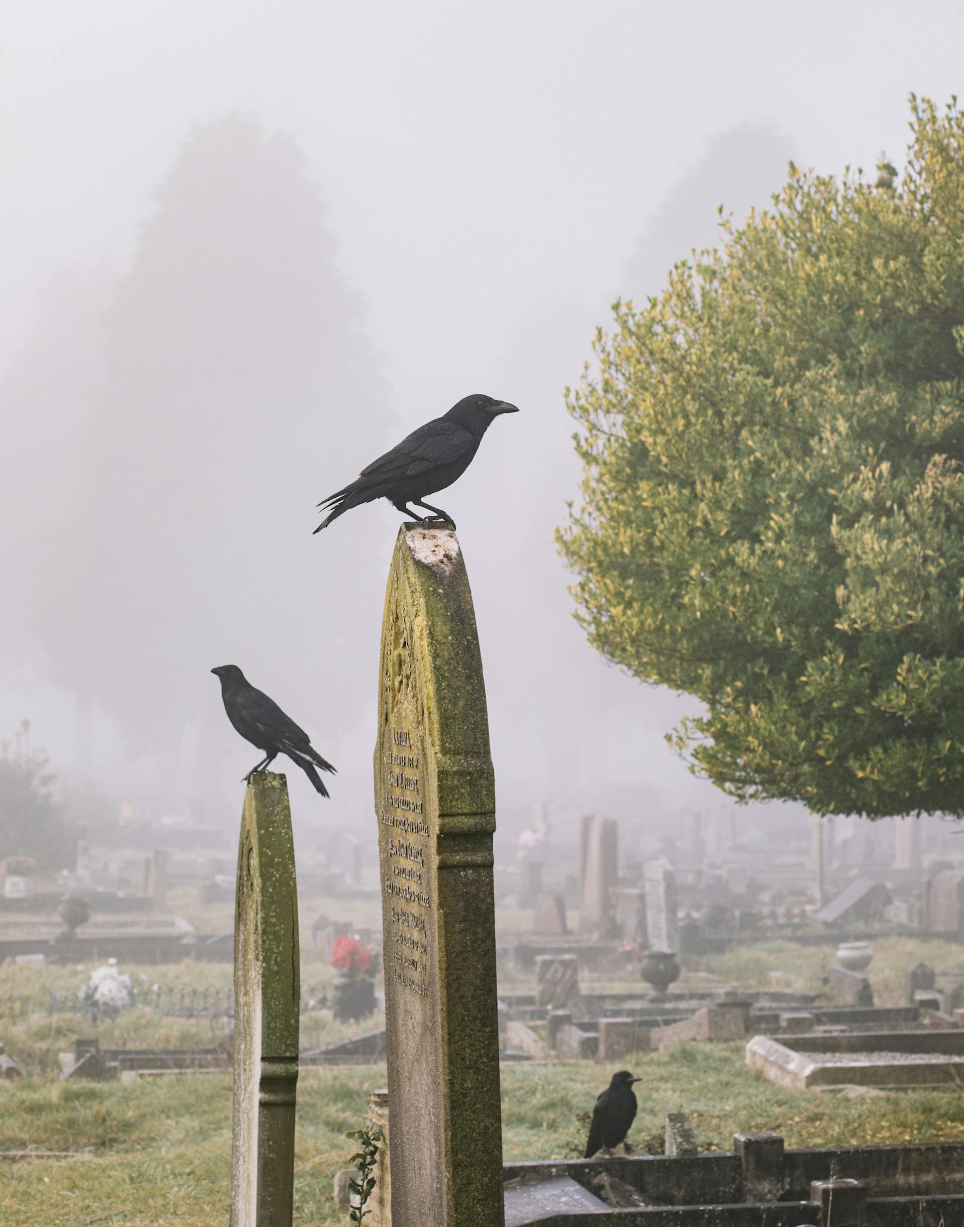 A cemetery | Source: Pexels