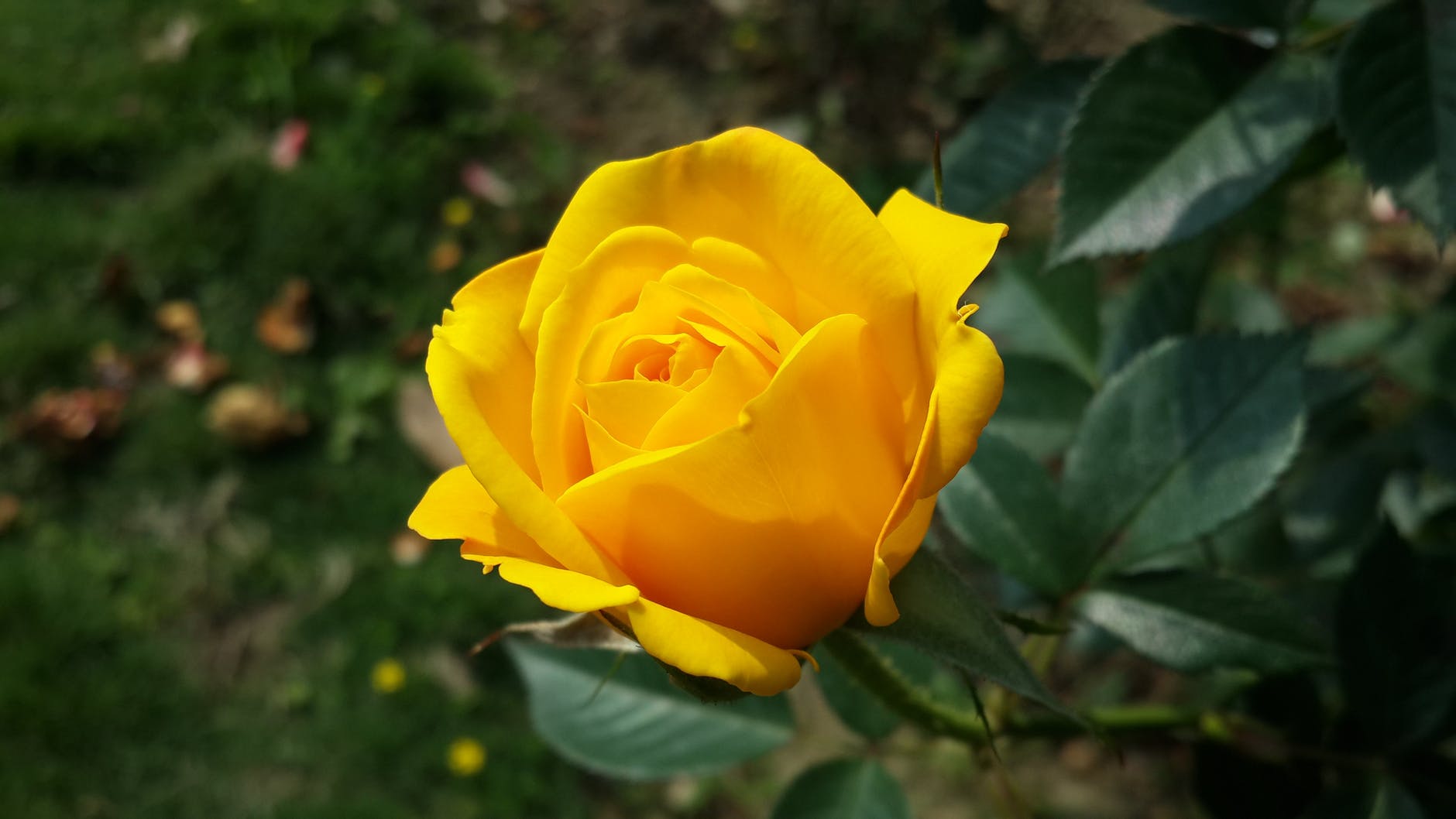 Rose jaune. | Photo : Pexels