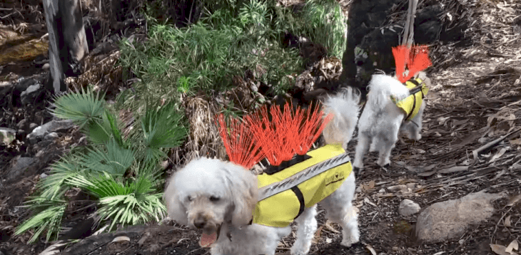 Source : Youtube/CoyoteVest Source : Youtube/CoyoteVest
