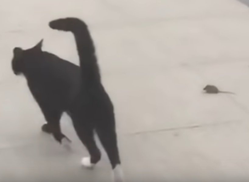 Katze und Maus | Quelle: Weibo / Whirlpool video Katze und Maus | Quelle: Weibo / Whirlpool video