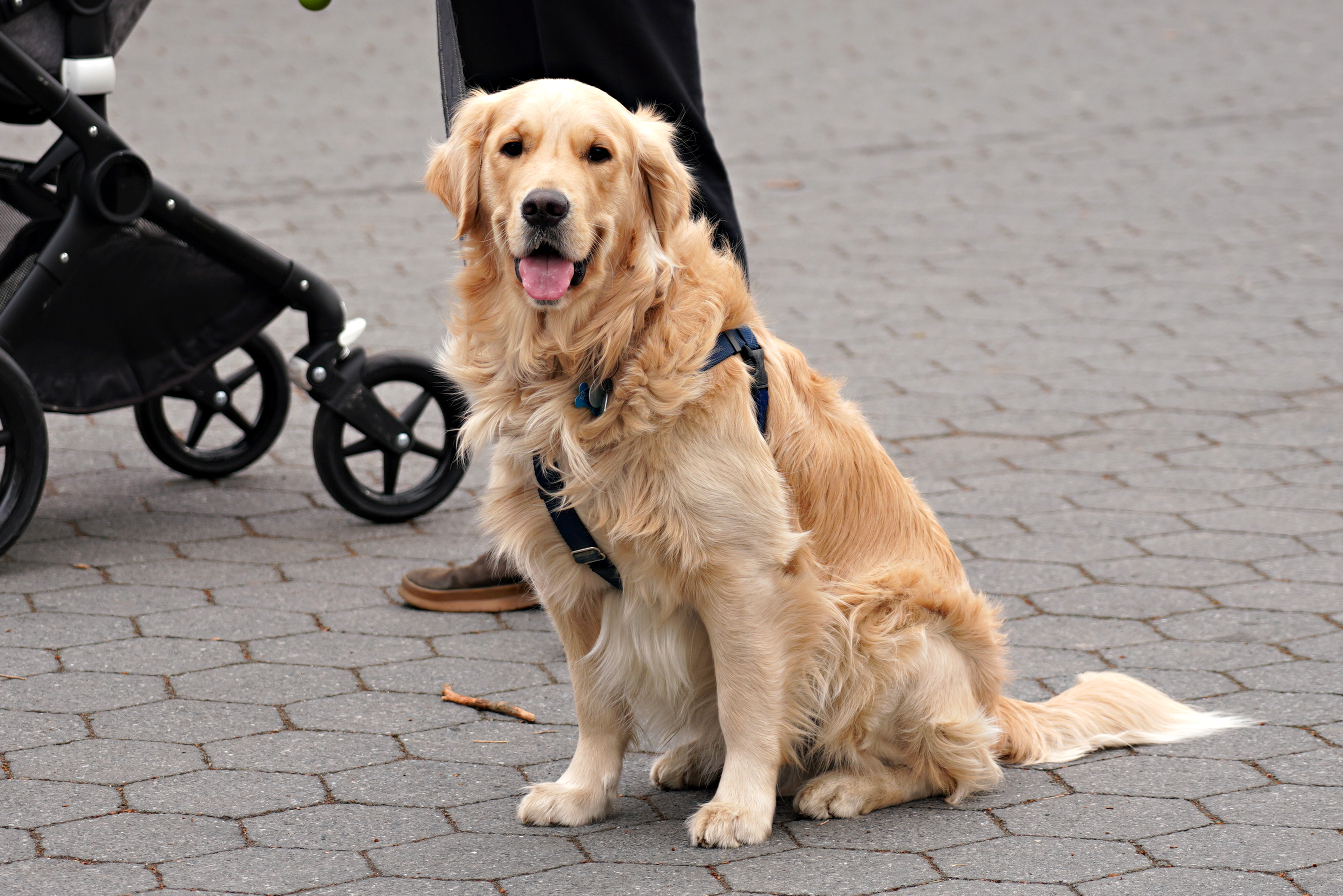 Golden Retriever in Central Park. | Source: Getty Images