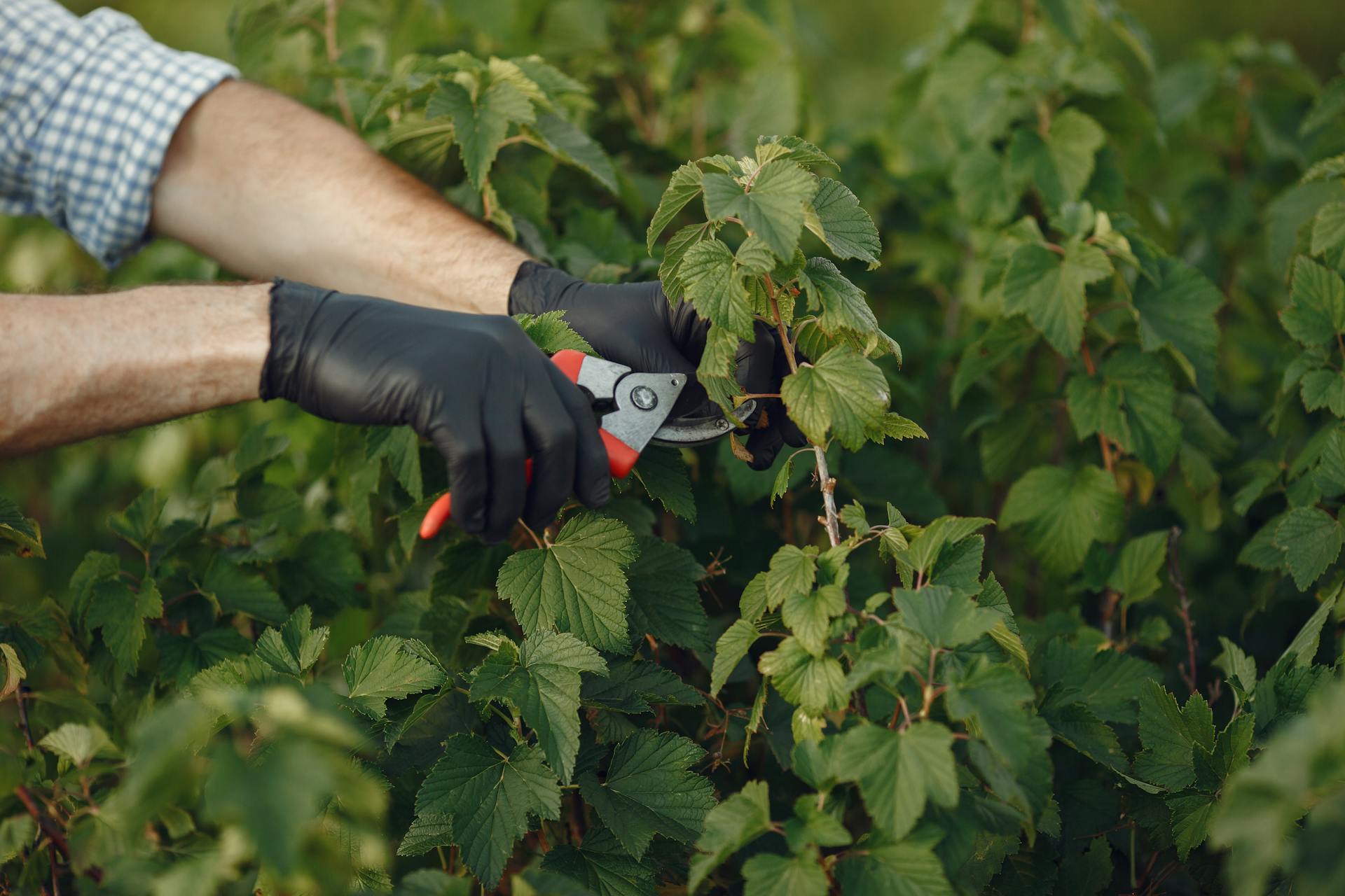 A man pruning a lush green plant | Source: Pexels