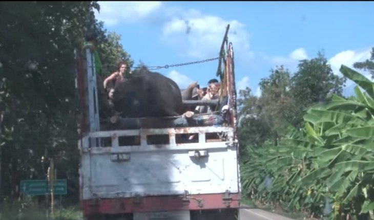 Imagen tomada de: YouTube/Elephantnews