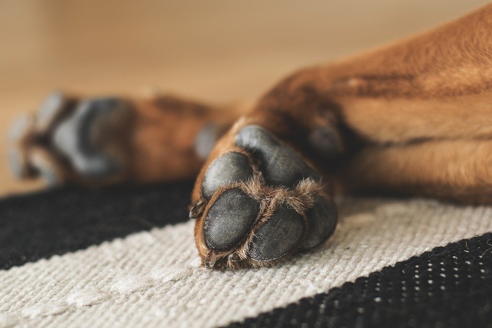De no ser por los transeúntes y las autoridades, habría terminado en tragedia │Imagen tomada de: Pixabay De no ser por los transeúntes y las autoridades, habría terminado en tragedia │Imagen tomada de: Pixabay