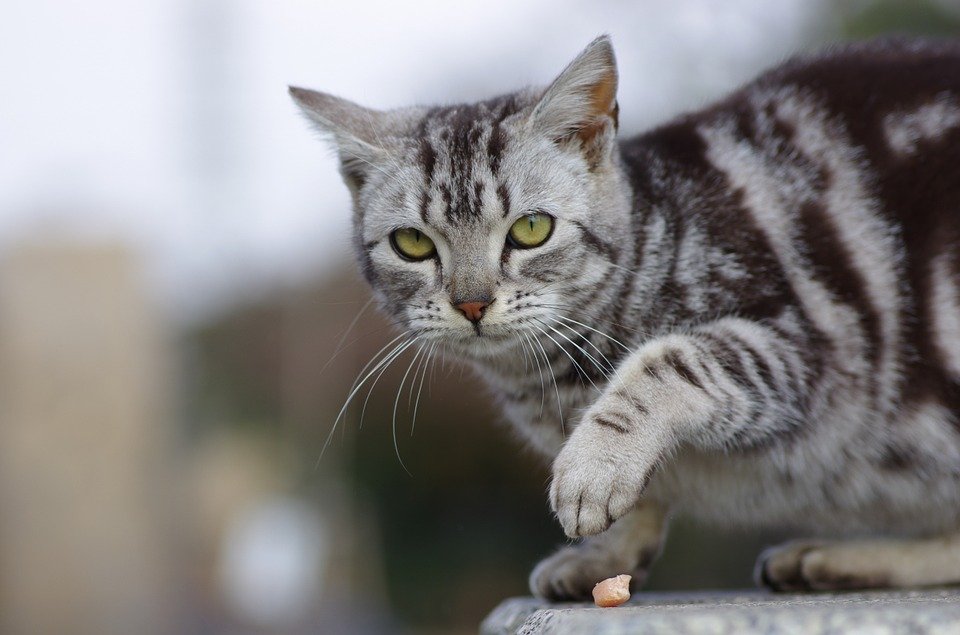 A cat standing and watching on a fence| Photo: Pixabay