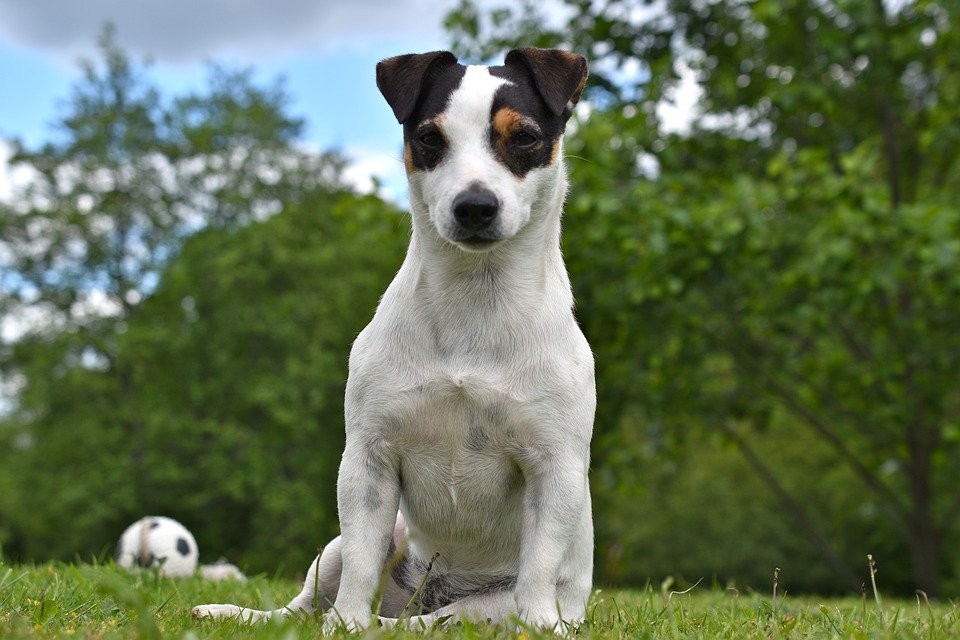 Perrito Jack Russel Terrier │Imagen tomada de: Pixabay Perrito Jack Russel Terrier │Imagen tomada de: Pixabay