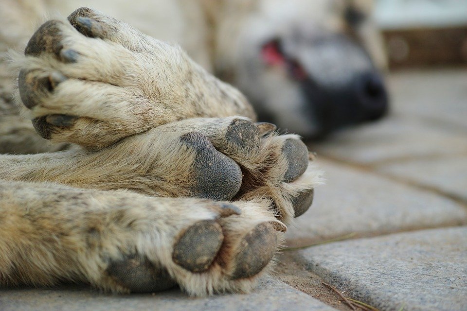 Les pattes d'un chien dans la rue │Image : Pixabay