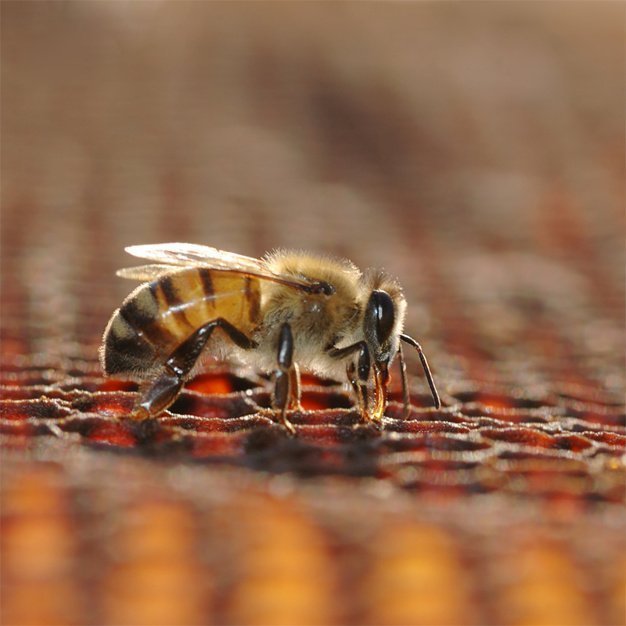 Bee on beehive | Source: Freepik