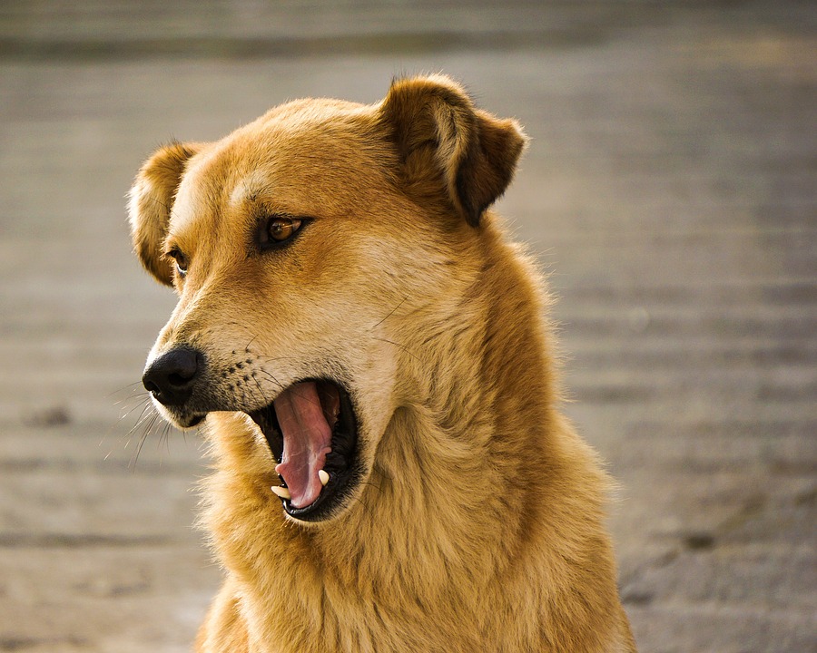 Perro ladrando / Imagen tomada de: Pixabay Perro ladrando / Imagen tomada de: Pixabay