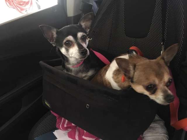 Pewee y Zachary listos para dar un paseo. | Foto: Facebook / Adoption First Animal Rescue