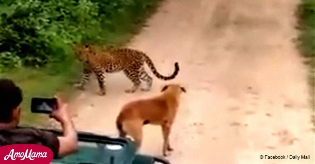Valiant dog stands up to a leopard that attacks him