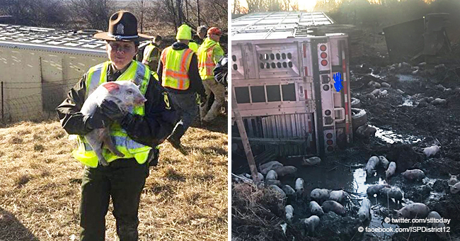 Heartbreaking Photos Show Nearly 3,000 Piglets Spilling onto the Highway with Almost 100 Killed