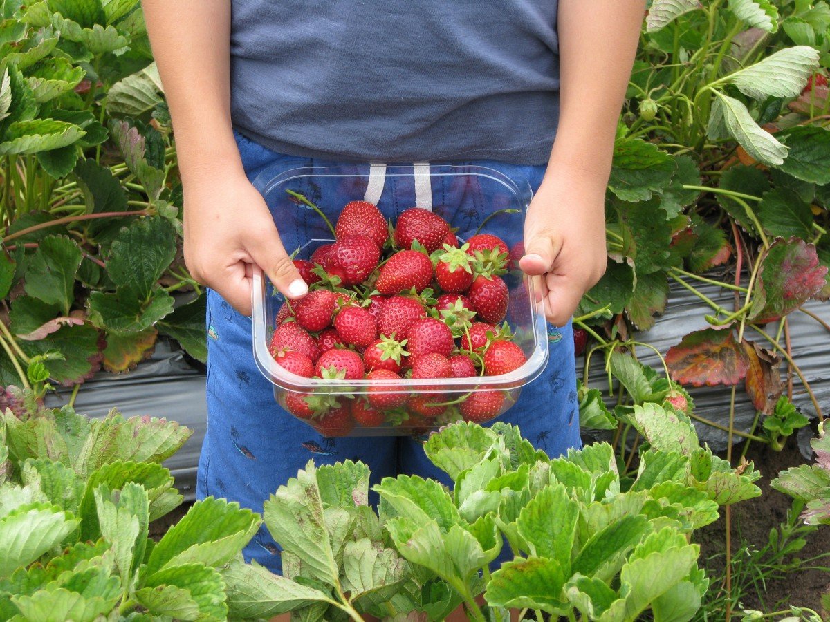 Niño mostrando unas fresas dentro de un envase de plástico. | Imagen: PxHere Niño mostrando unas fresas dentro de un envase de plástico. | Imagen: PxHere
